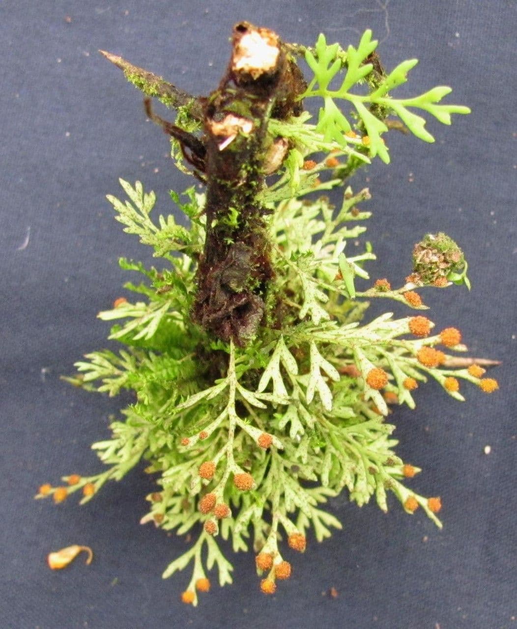 Deceptive polypody 4