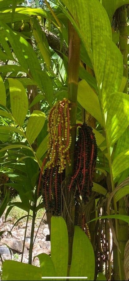 Chamaedorea