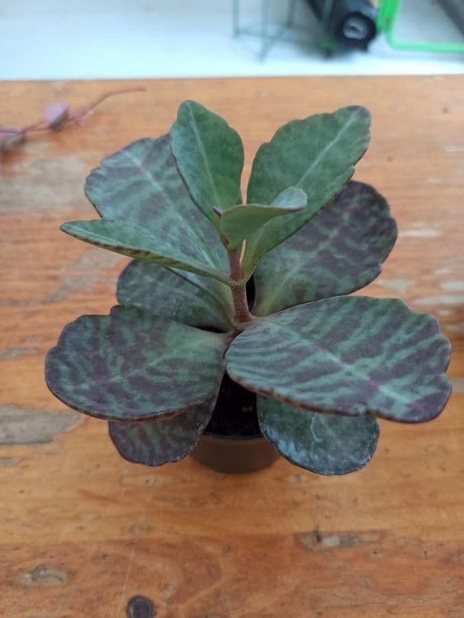 Kalanchoe 25