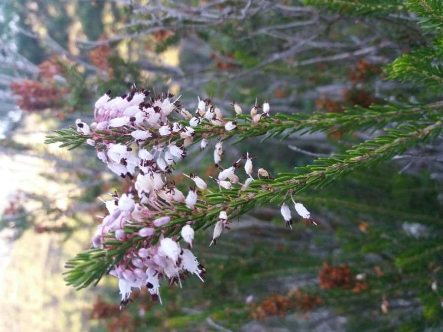 Erica multiflora 10