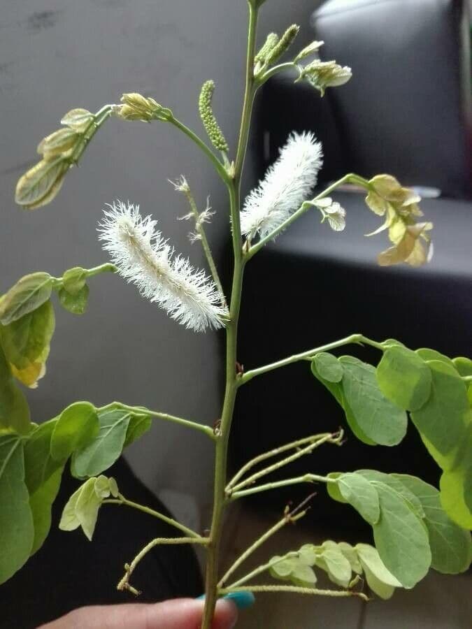 Caesalpinienblättrige Mimose 5