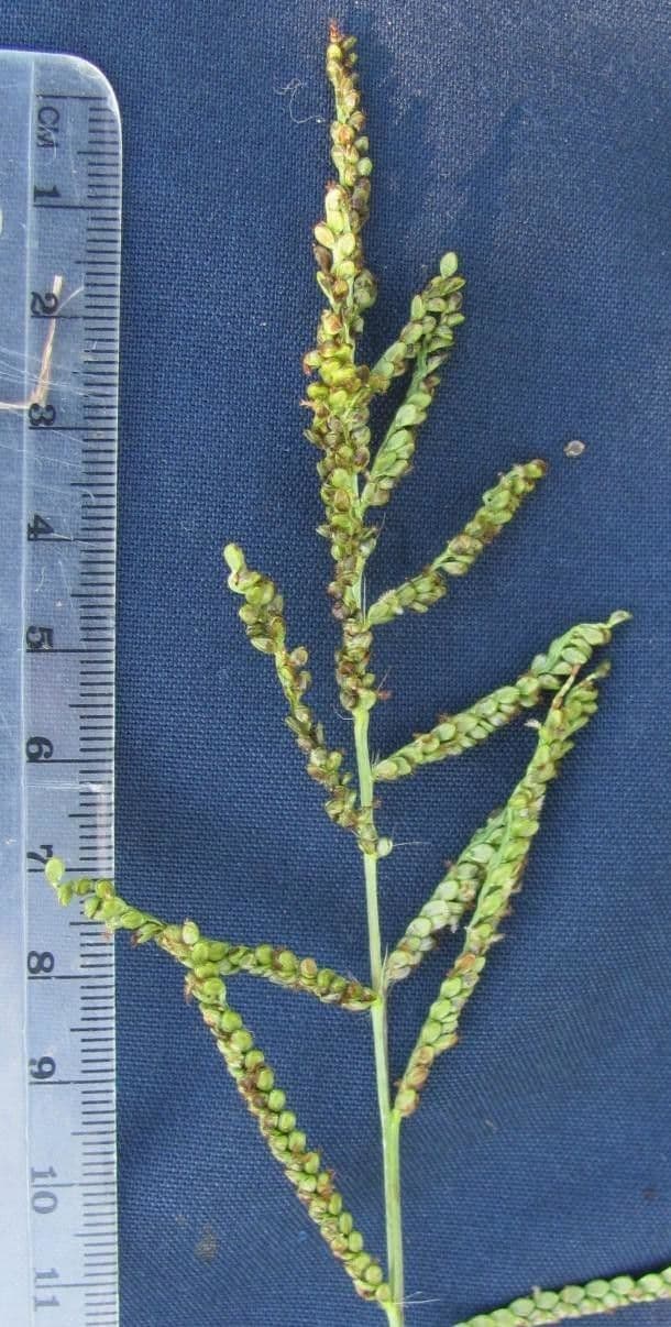 Paspalum plicatulum 22