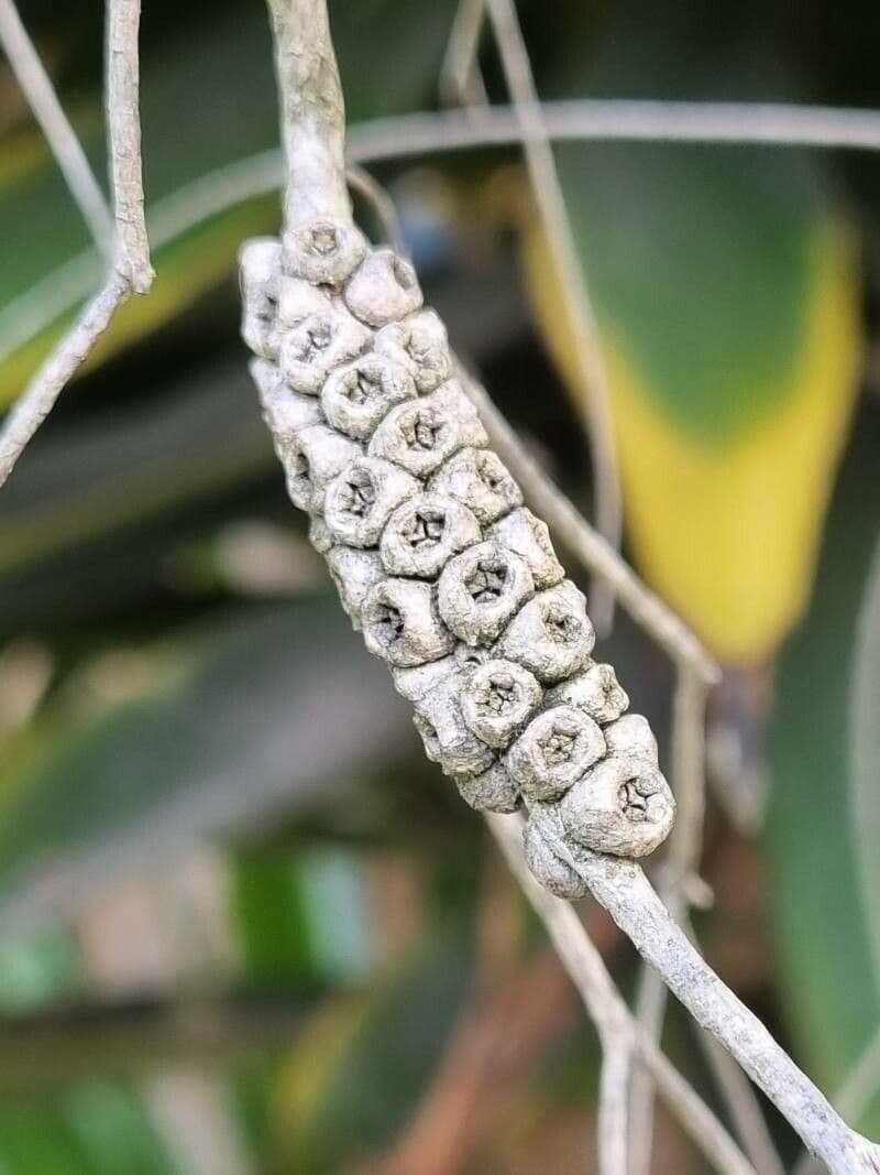 Teebaum 2