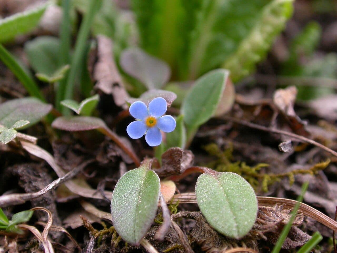 Actinocarya acaulis