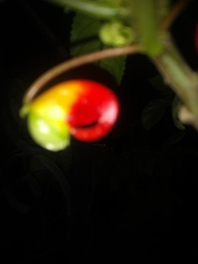 Impatiens 3