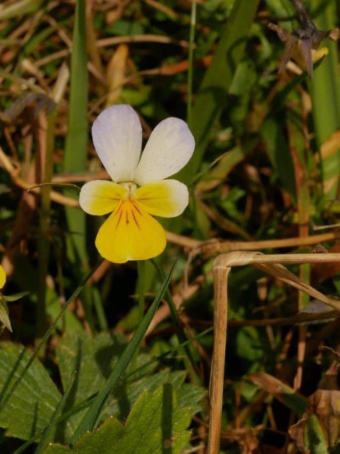 Wildes Stiefmütterchen 8