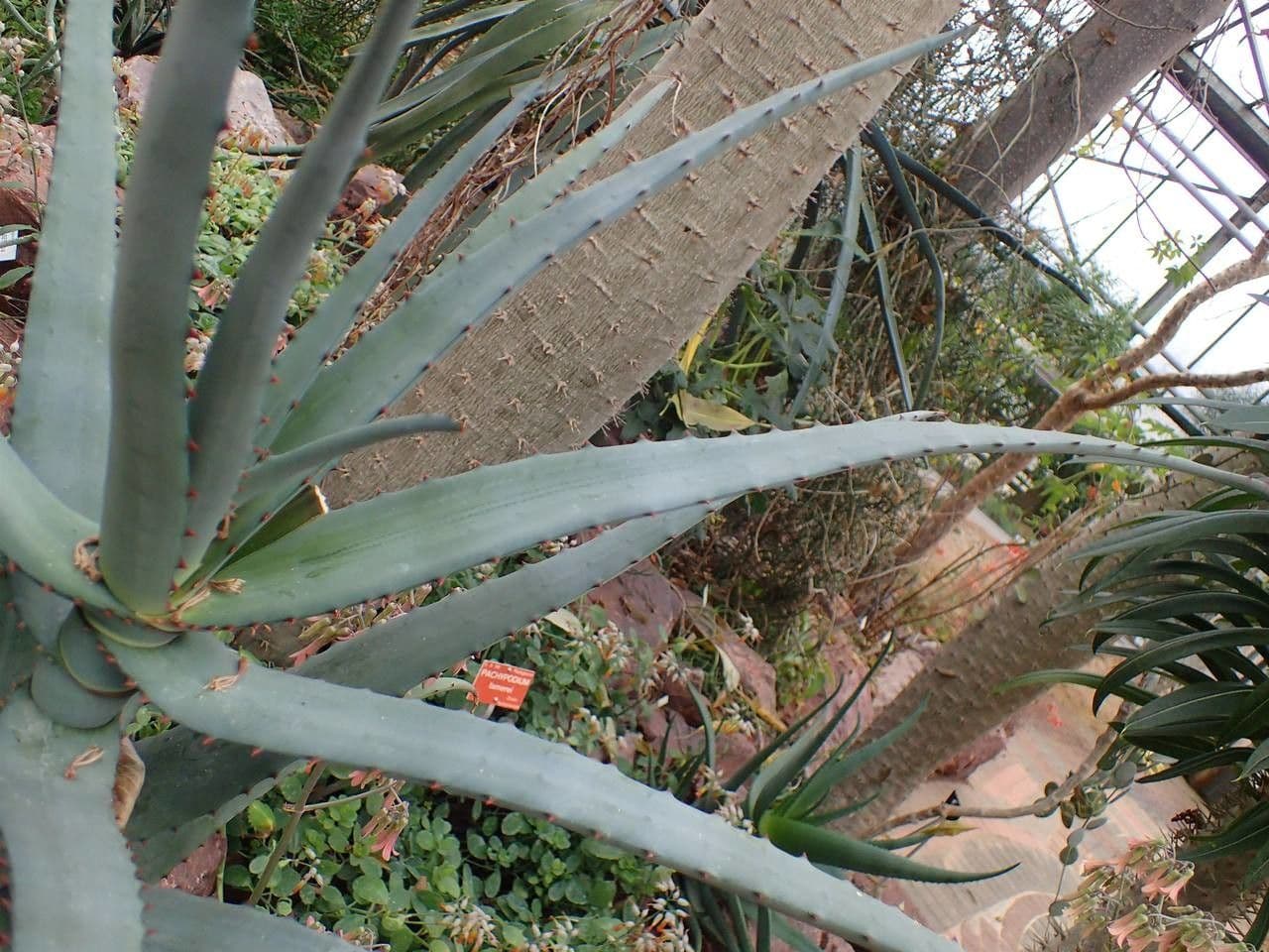 Aloe 3