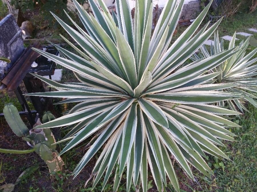 Garten-Sisal 14