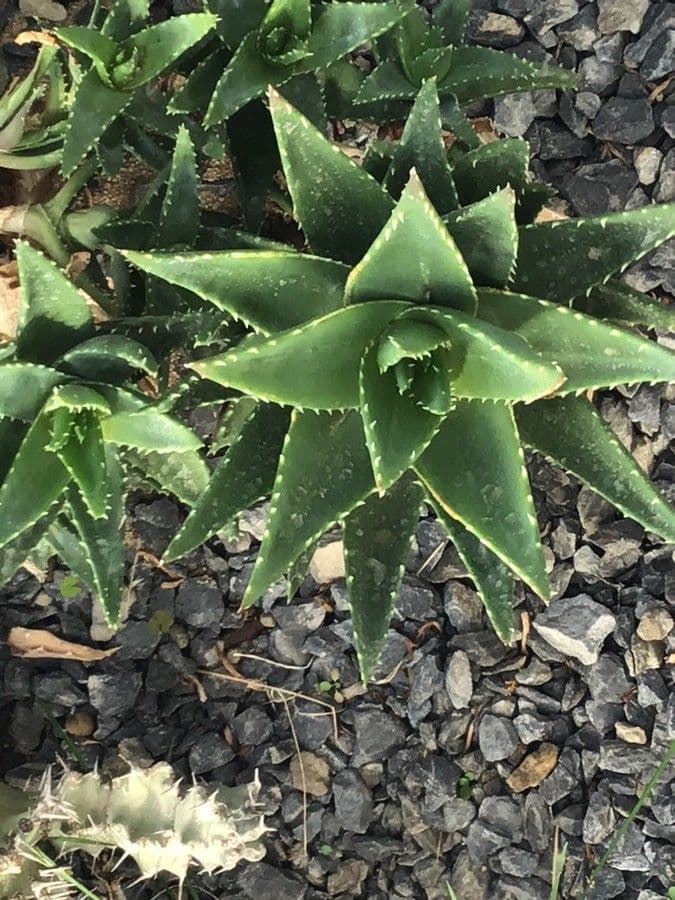 Aloe 6