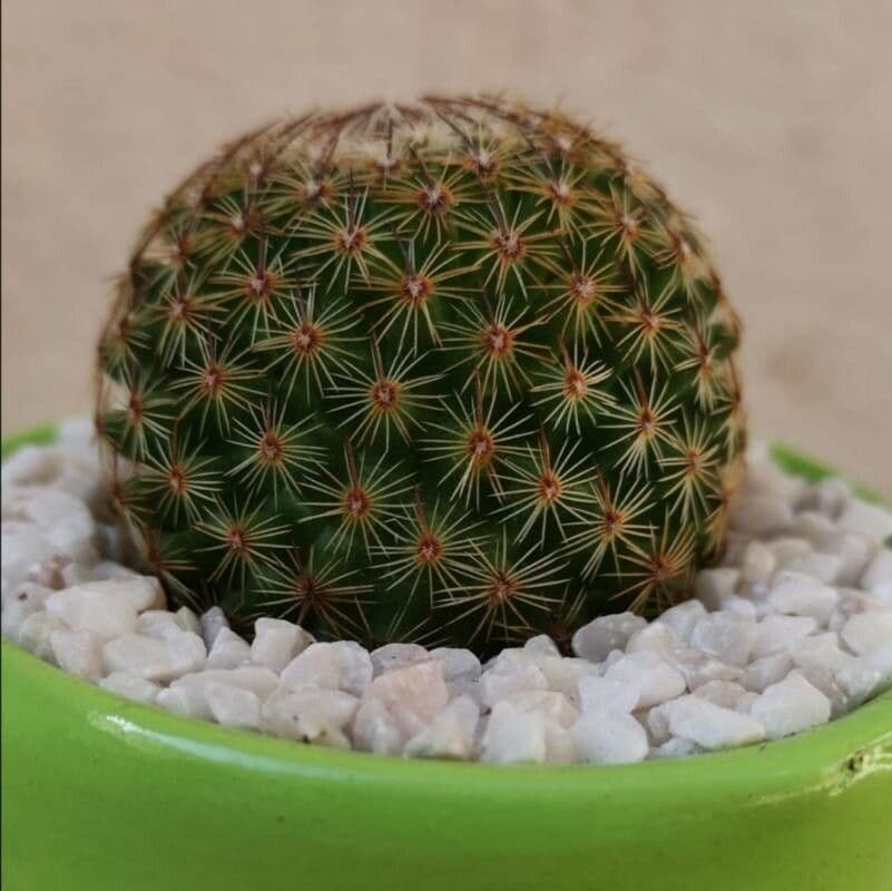 Mammillaria di Matuda 11