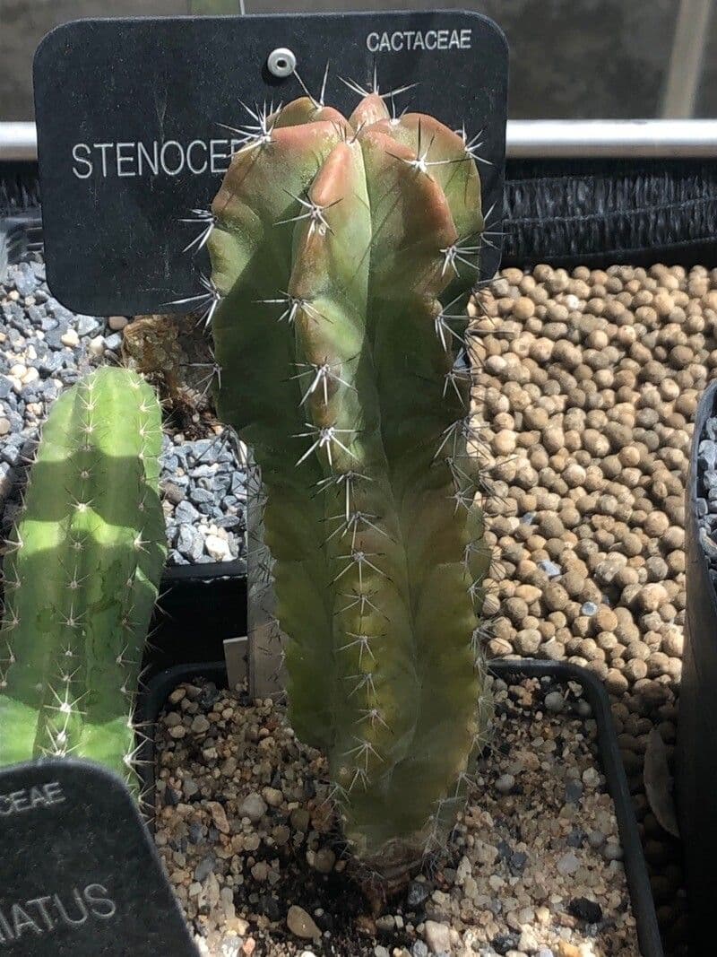 Cactus candelabro 5