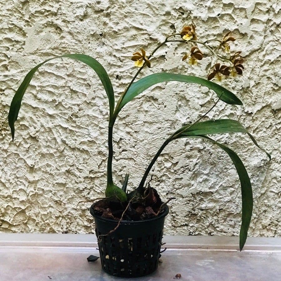 Prosthechea varicosa 8