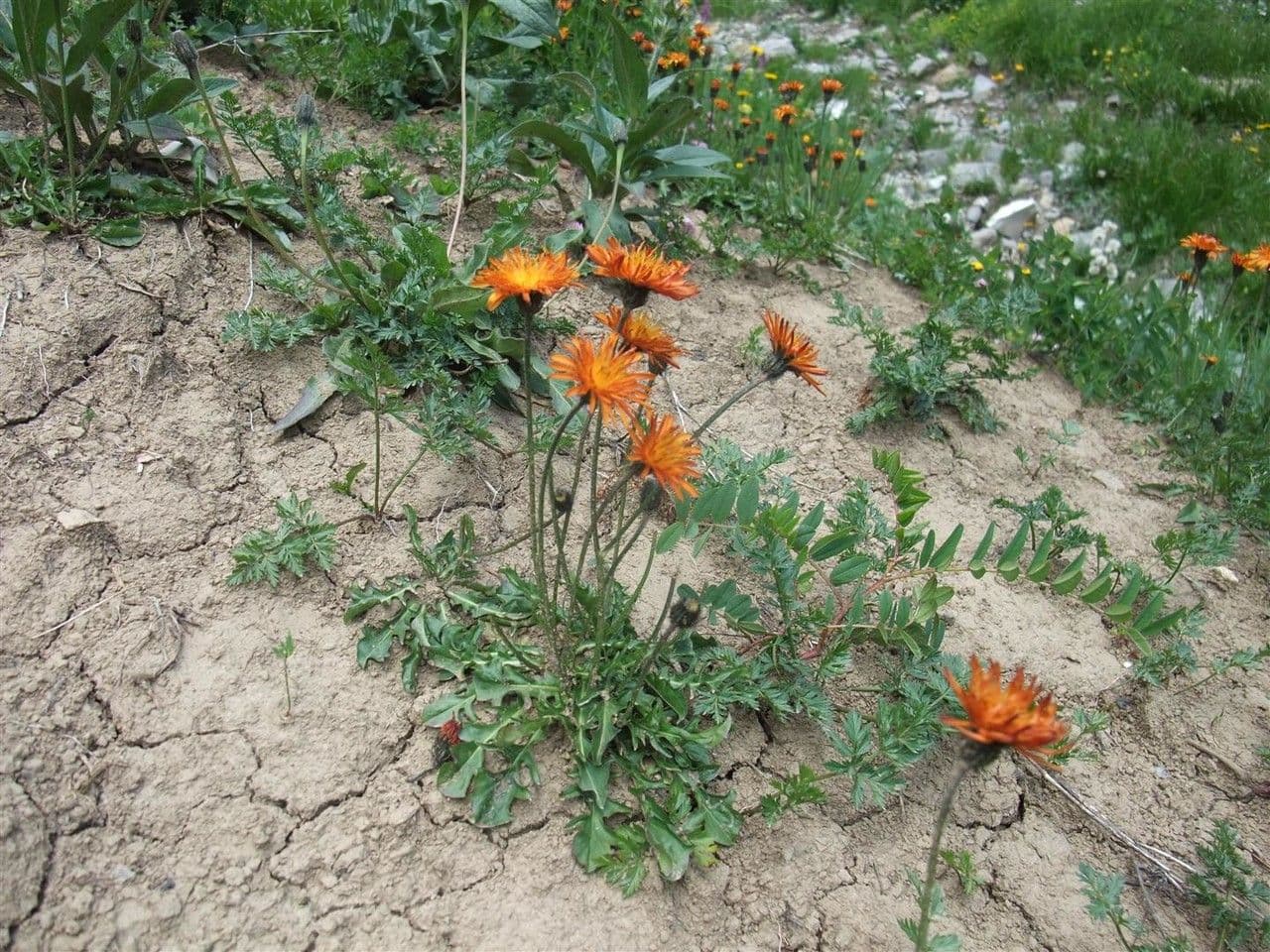 Crepis aurea 6