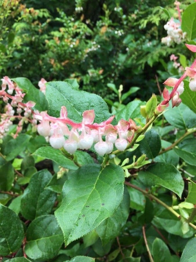Hohe Scheinbeere 8