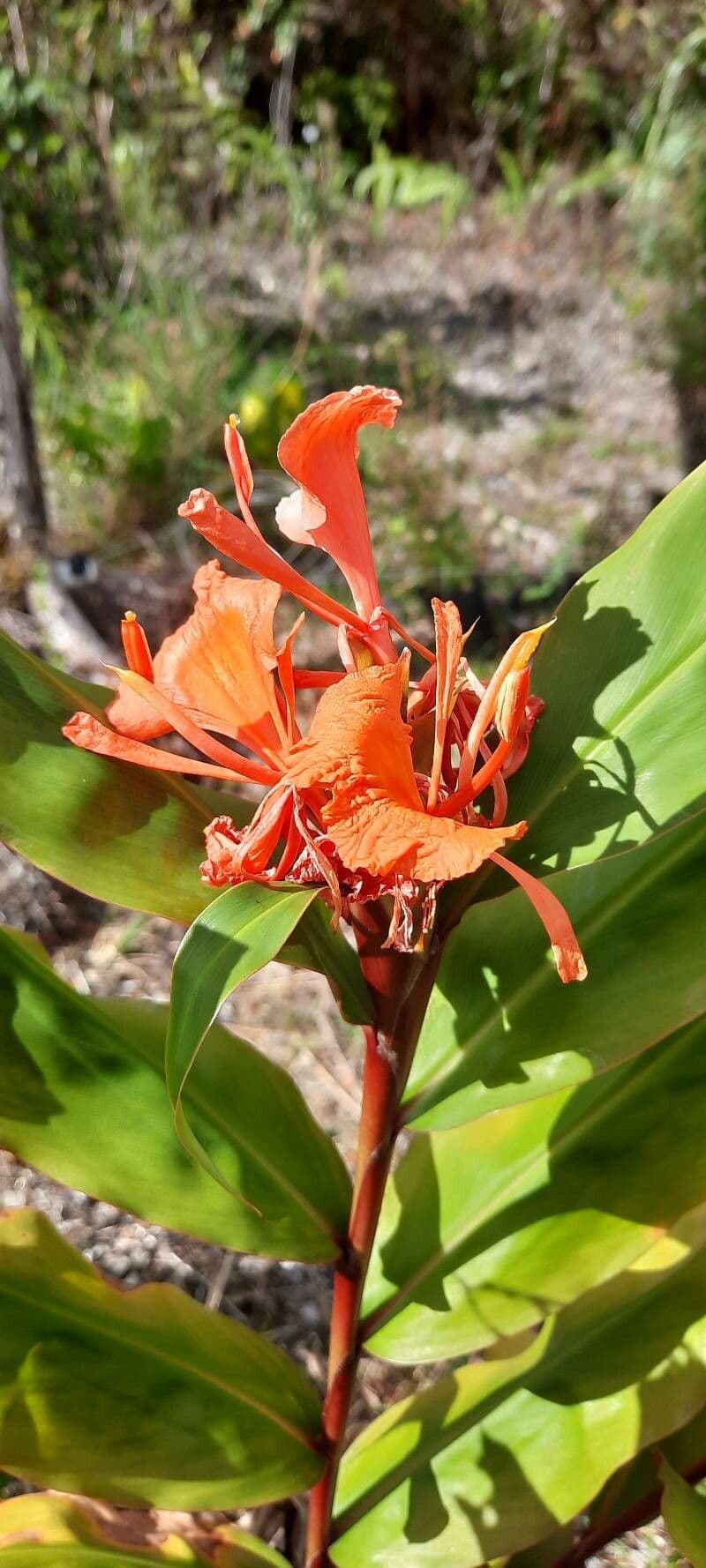 Lillier de gingembre 2