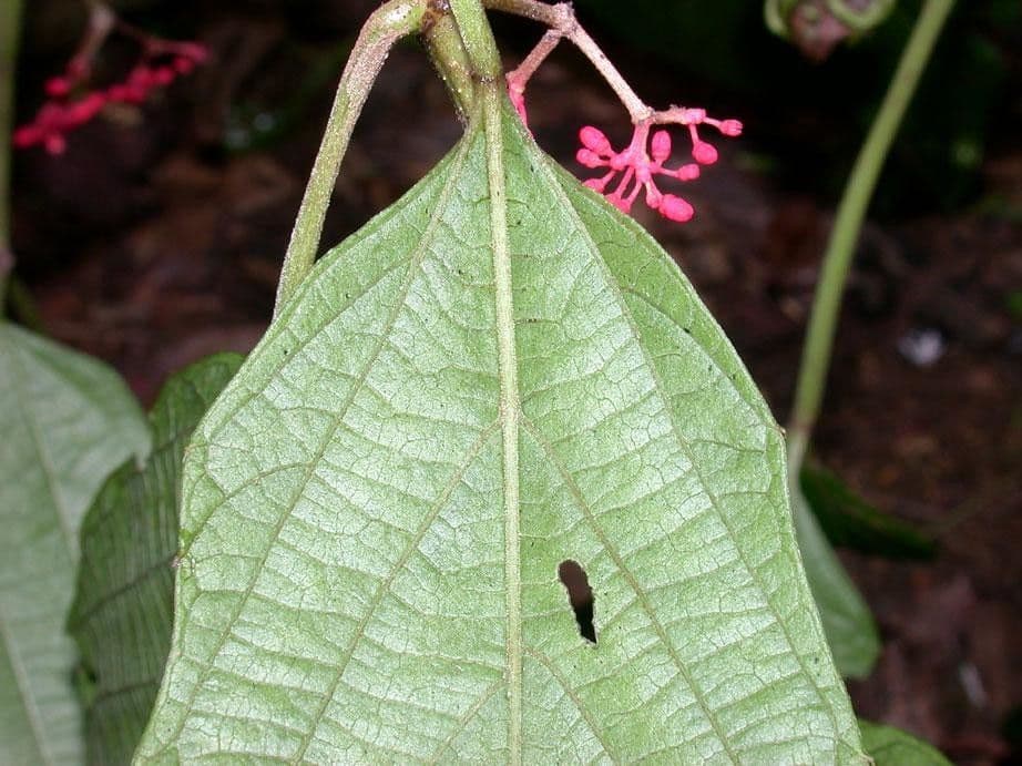 Cissus dwulistny 15