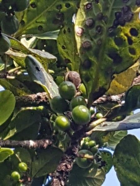 Richeria grandis