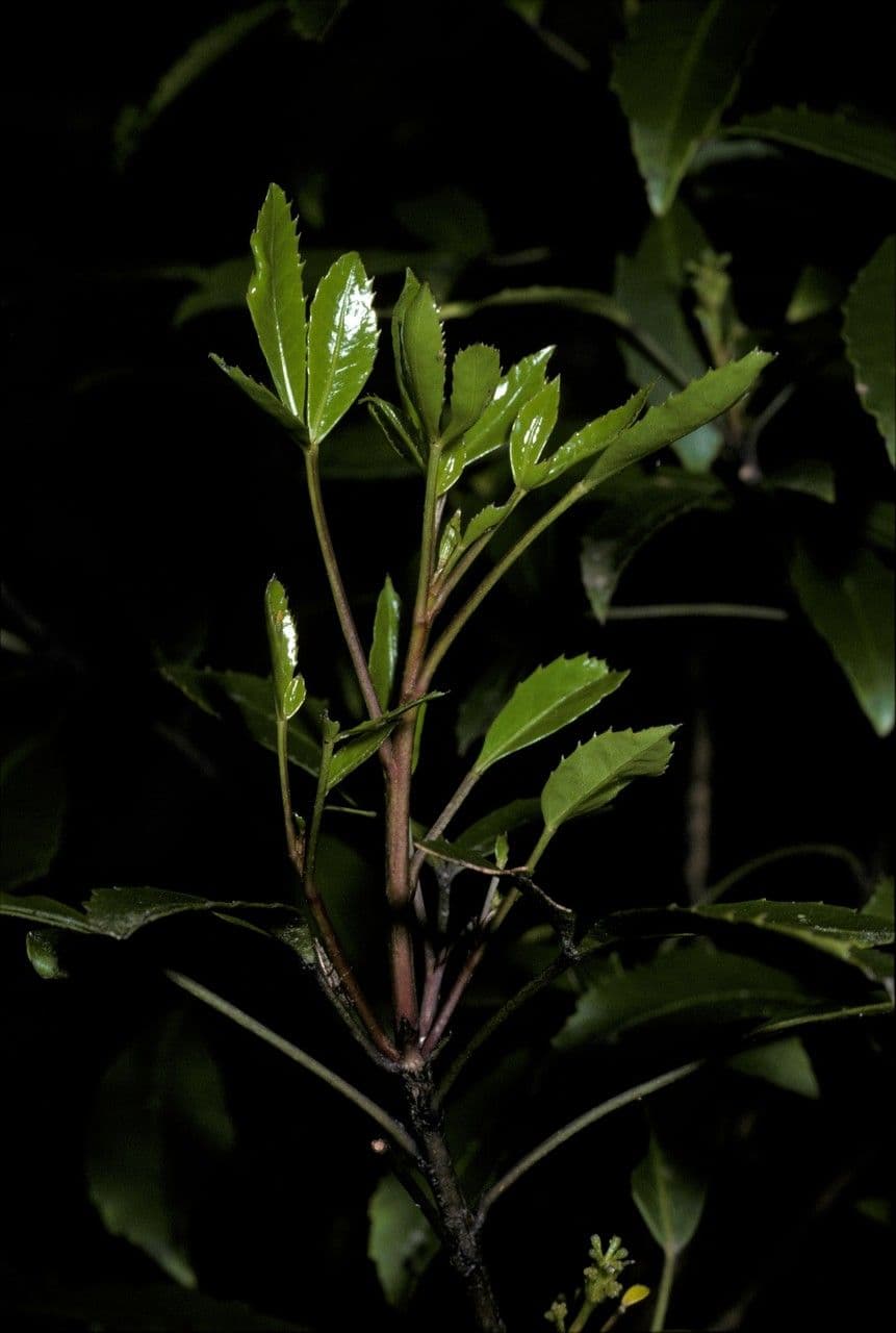 Raukaua simplex 5