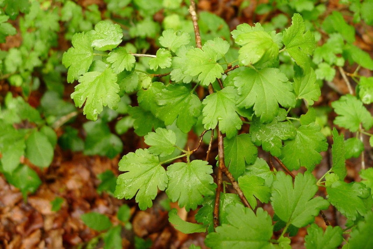 Ribes alpino 23