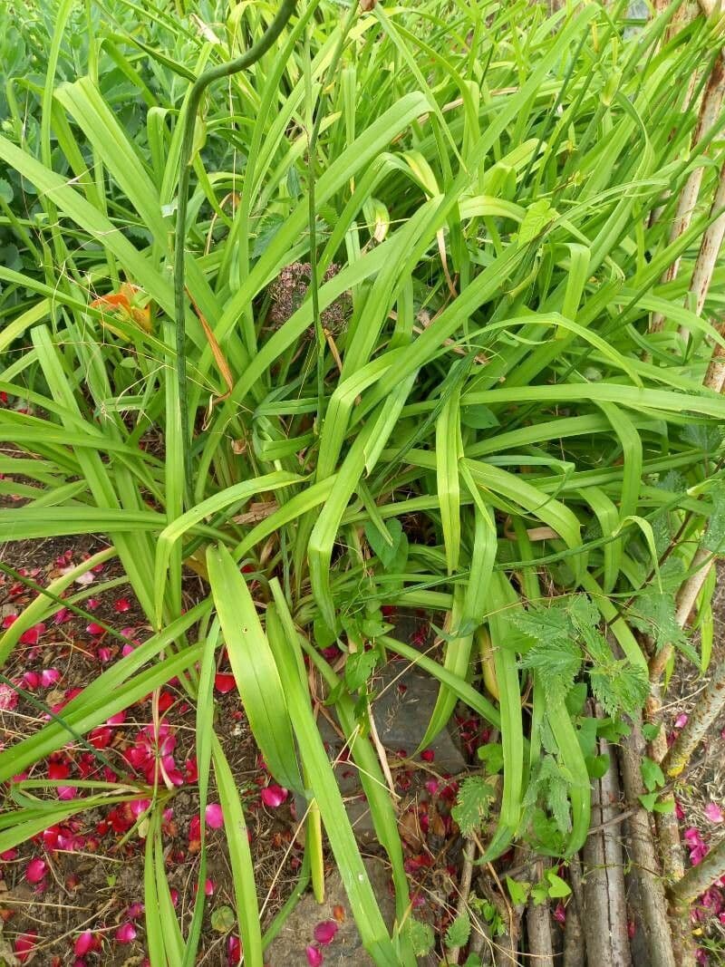 Emerocallide fulva 16