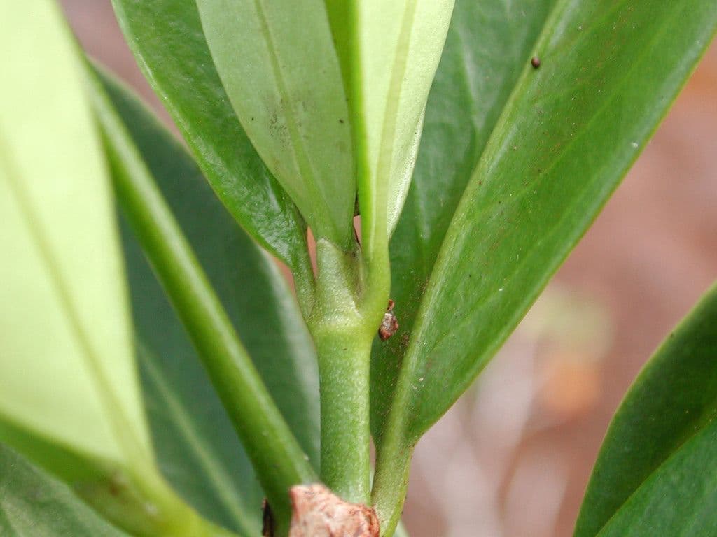 Psychotria 12