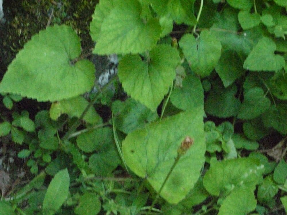 Campanula 8