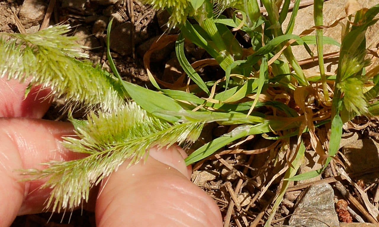 Lamarckia dorata 16
