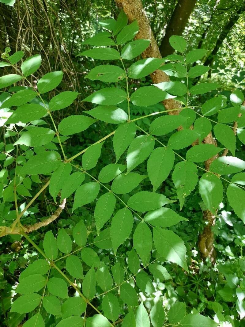 Aralia cinese 6