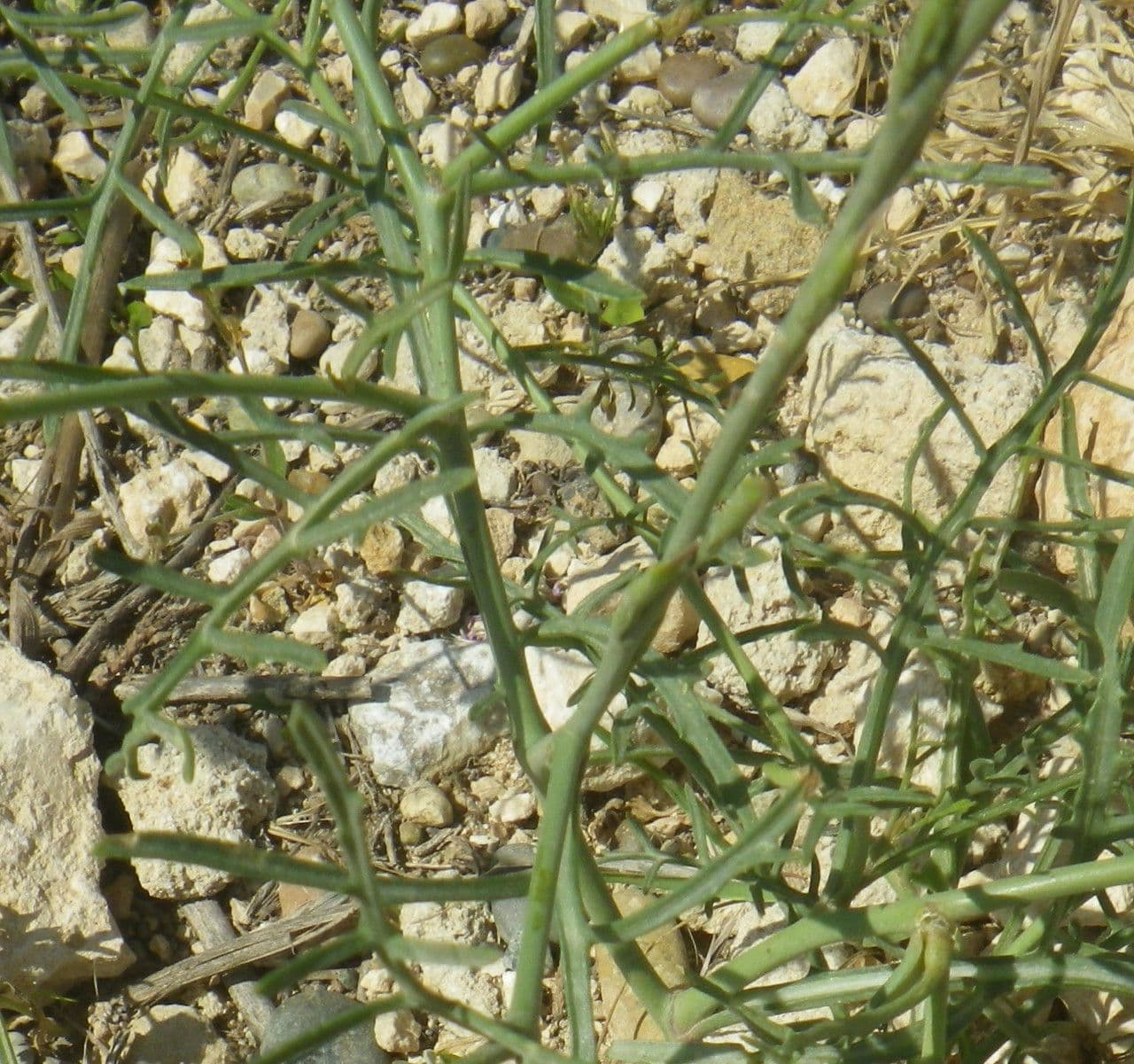 Erucaria 16