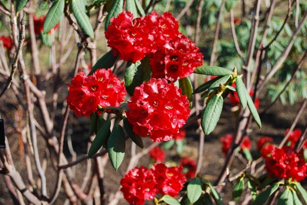 Rododendro 4