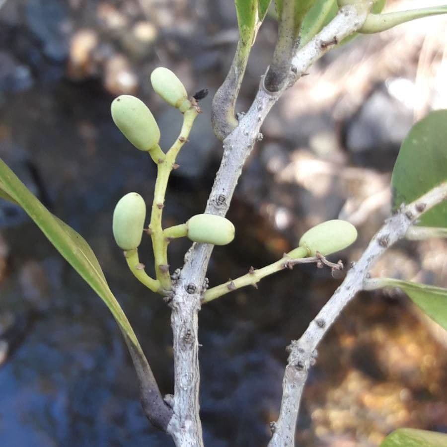 Osmanthus 2