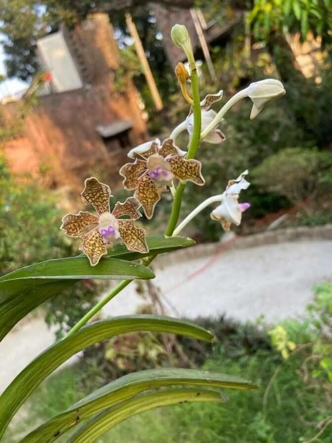 Vanda 5
