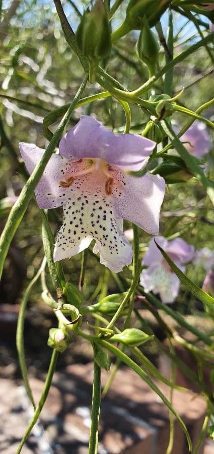 Eremophila 2