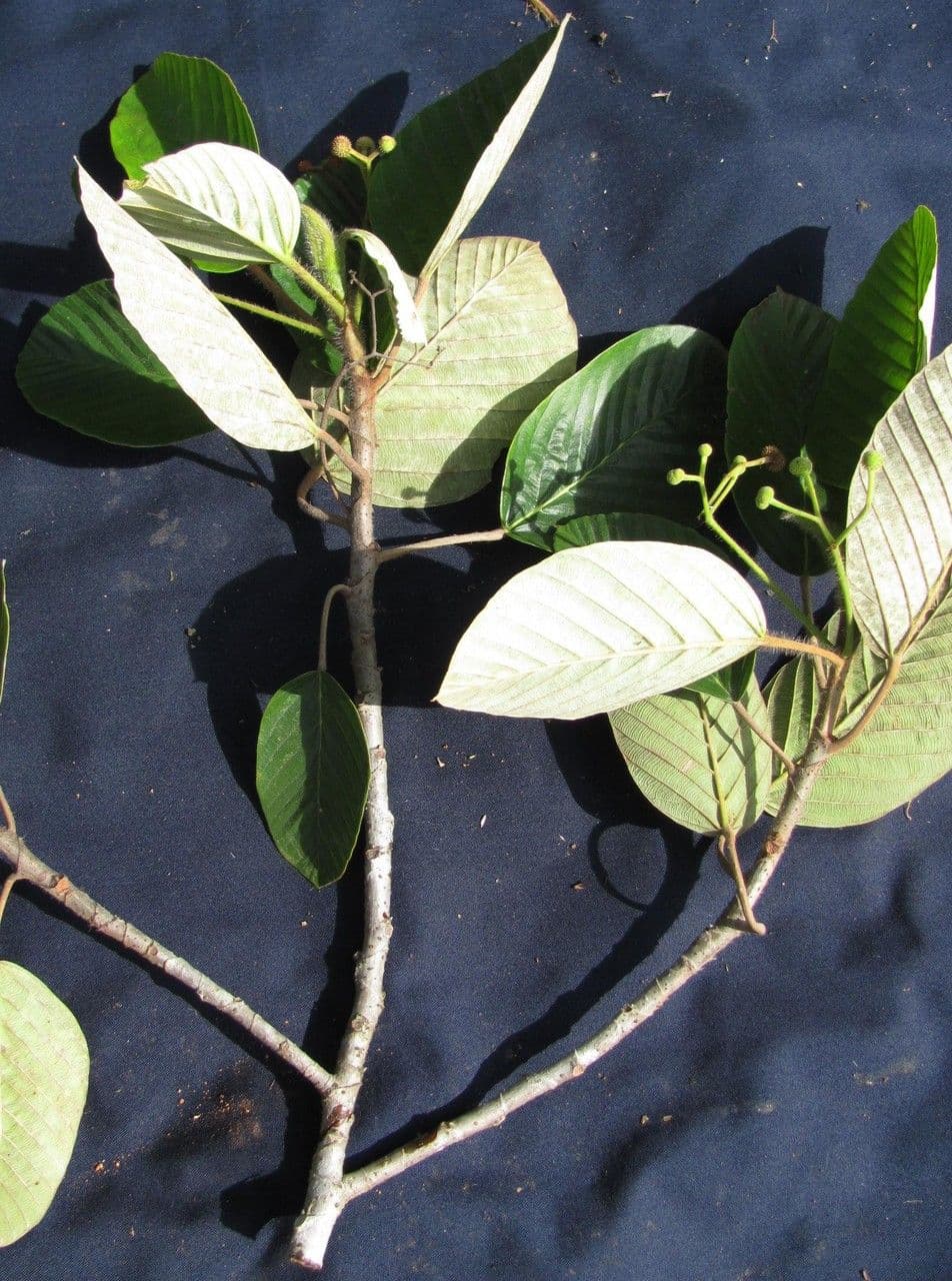 Coussapoa villosa 18