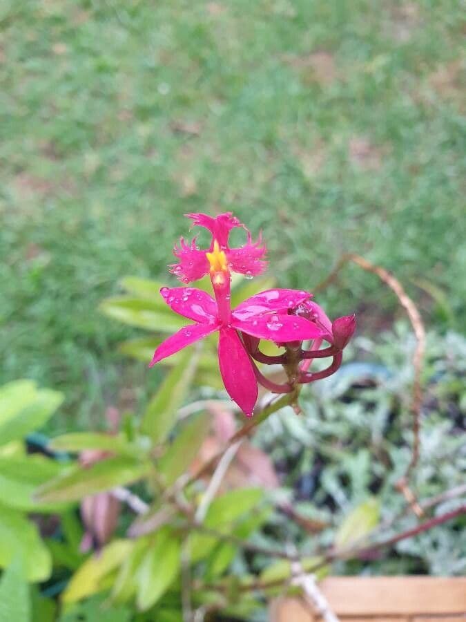 Epidendrum ibaguense 4