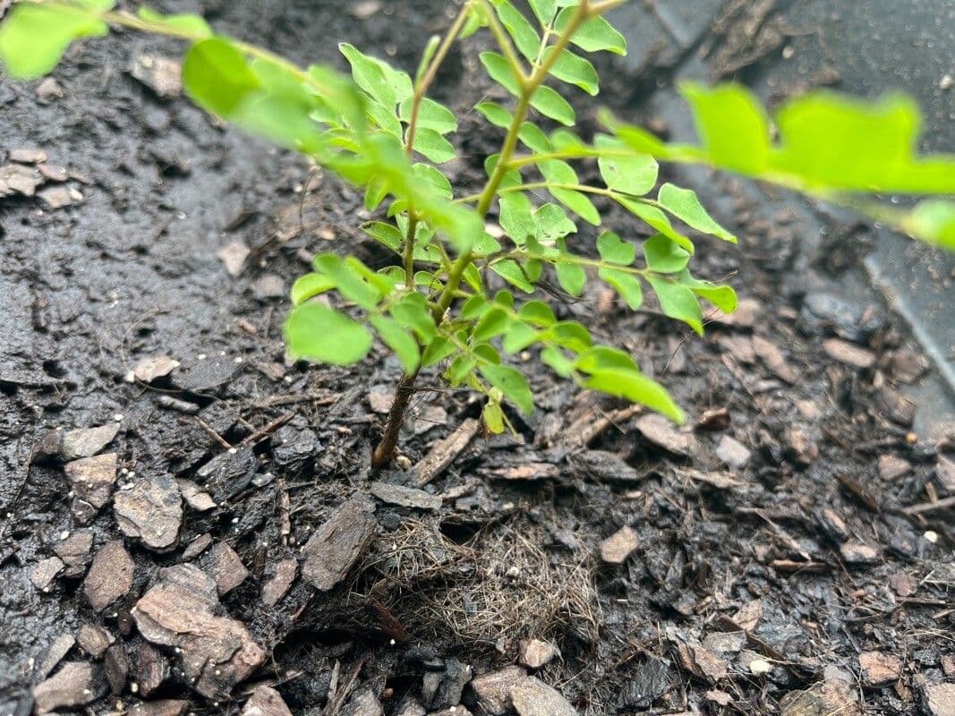 Karambole 23