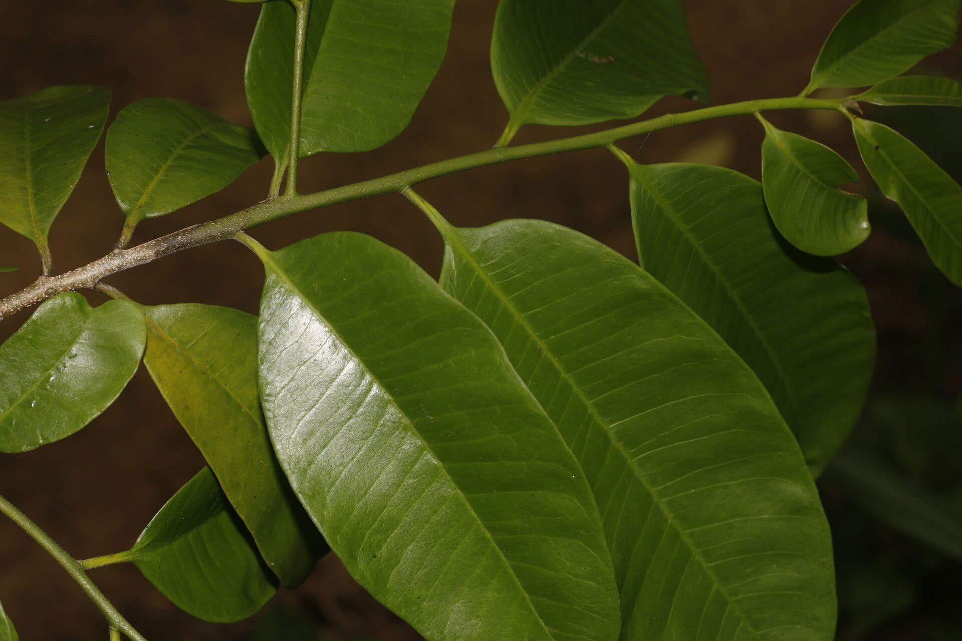 Aspidosperma 4