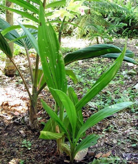 Phaius di Tankerville 8