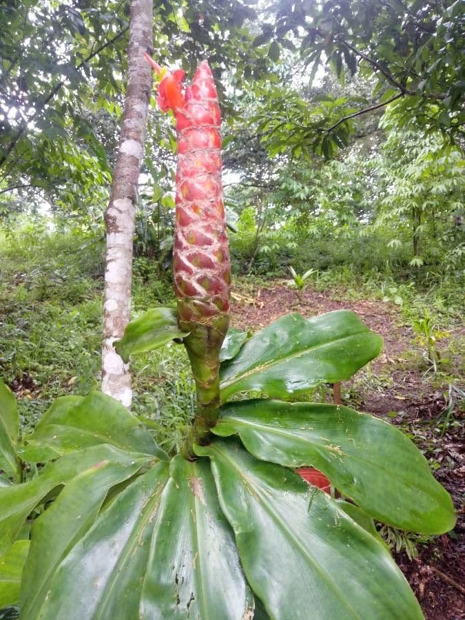 Costus 7