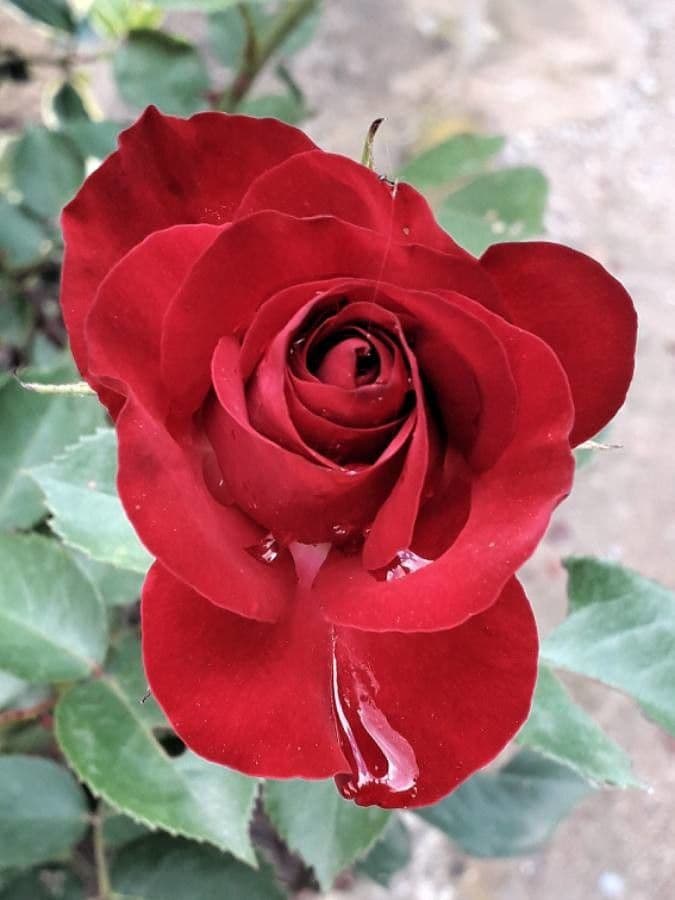 Rosa 6
