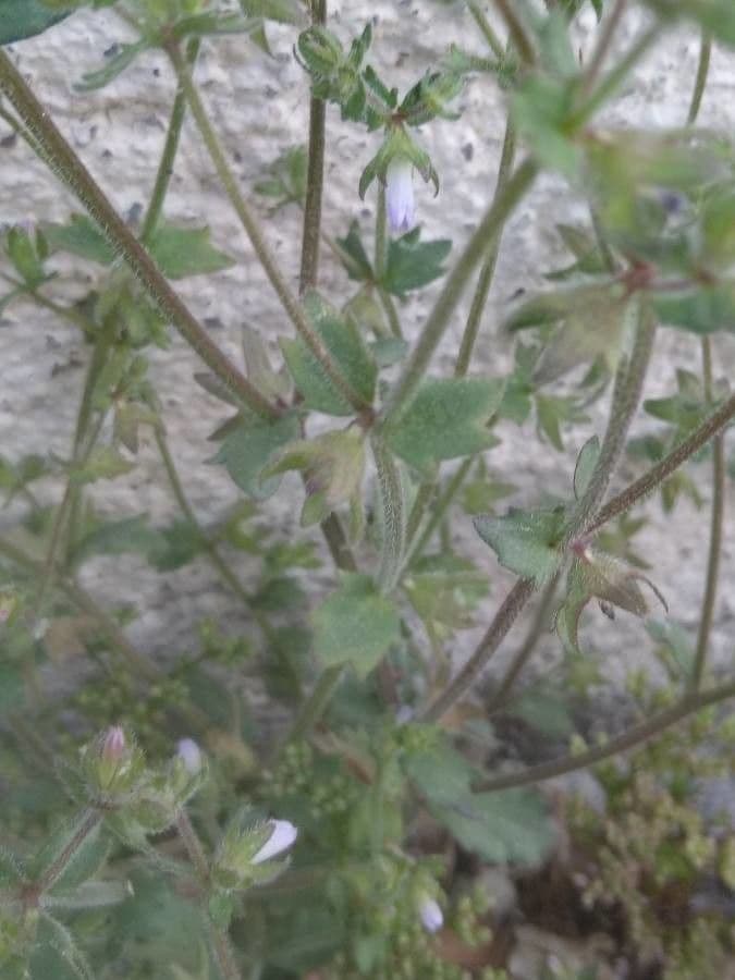 Campanula erinus 21