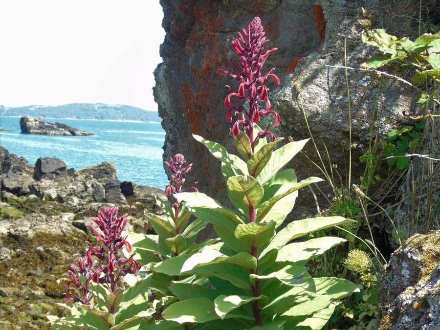 Teufelstabak 10