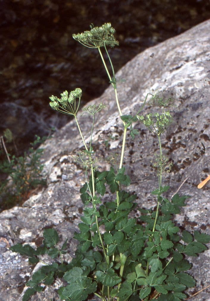 Thapsia Nestlerova 15