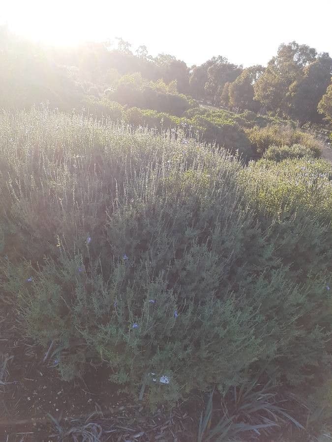 Salvia