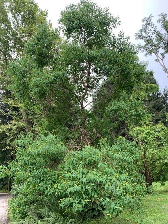 Candleberry-tree 13