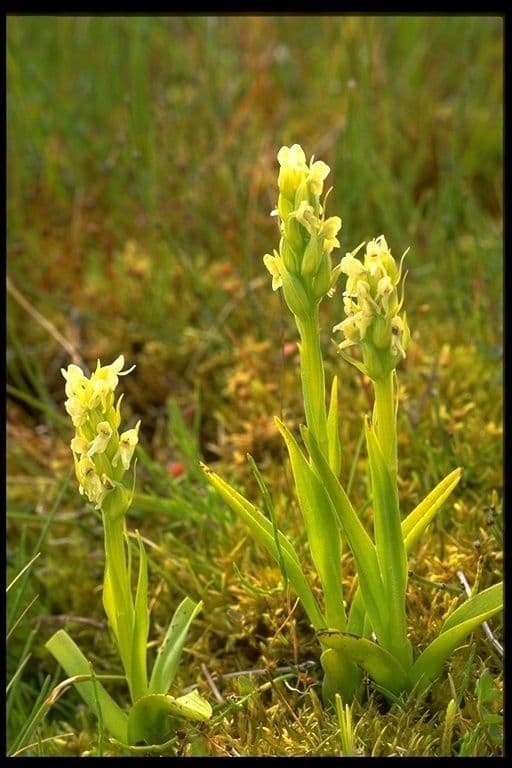 Platantera iperborea 8