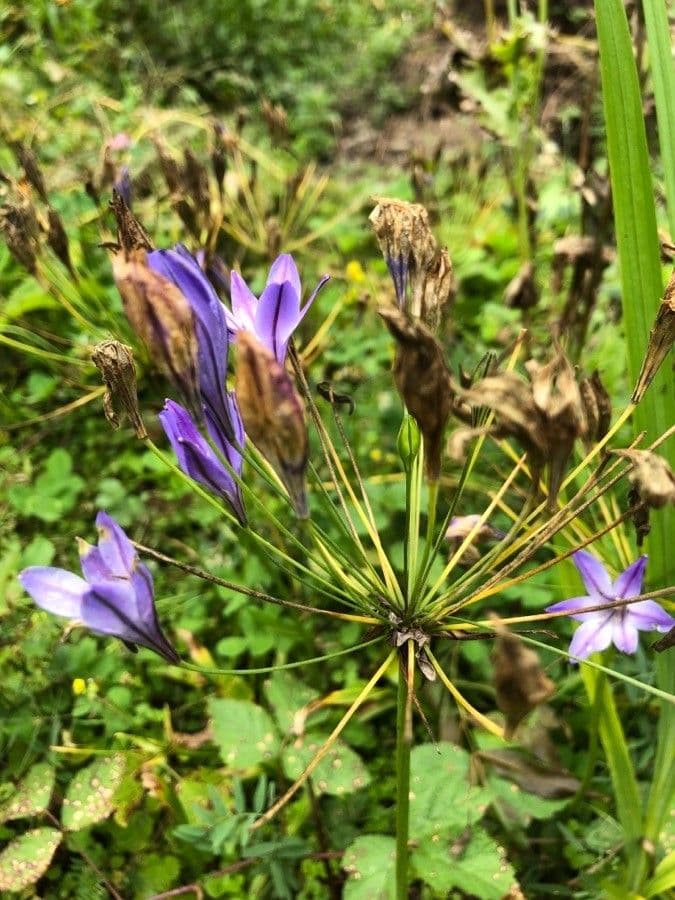 Triteleia laxa 6