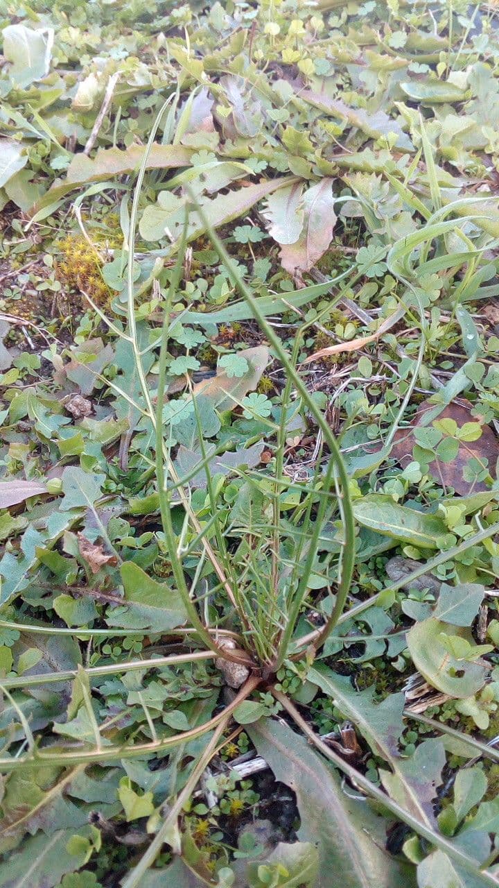 Säbel-Kratzdistel 12