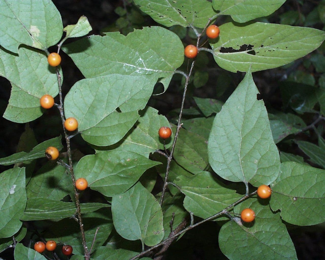 Dwarf hackberry 9