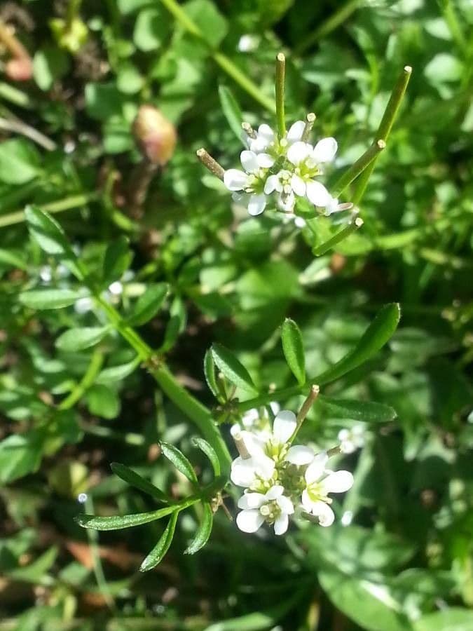Cardamine parviflora 9